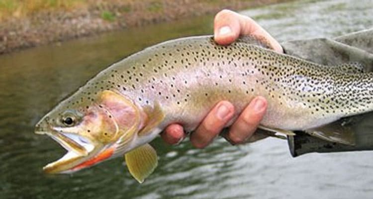 Latest News One Girl One Trout Reddit